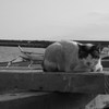 漁港　野良猫　お昼寝