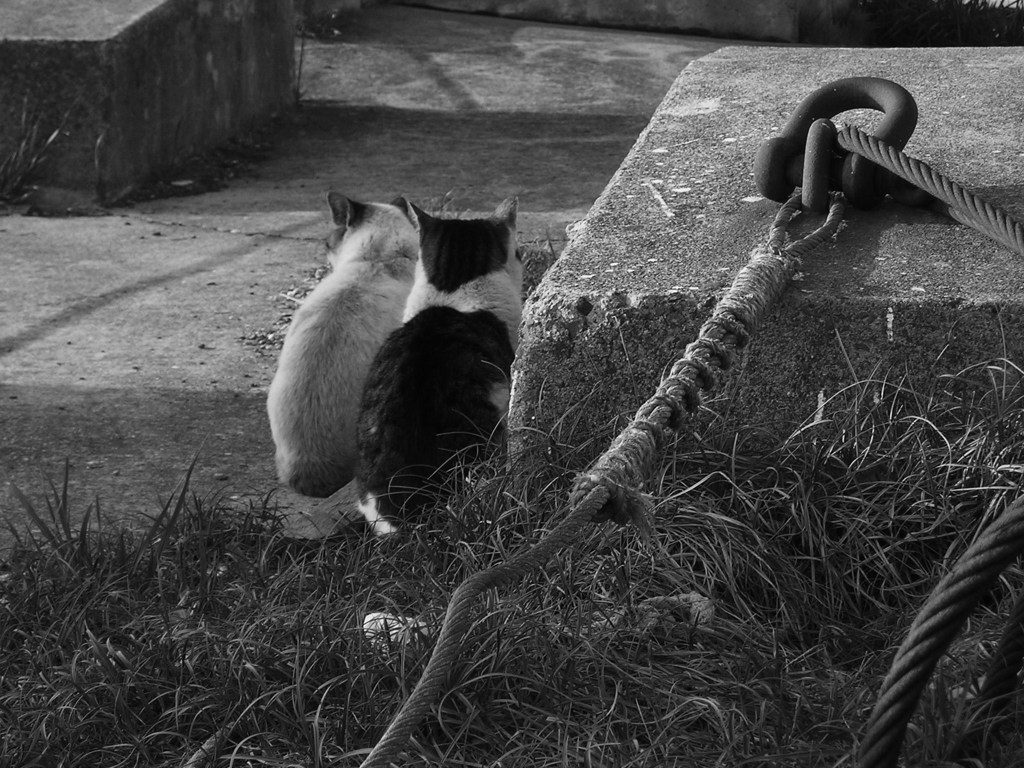 漁港　野良猫　二人の後ろ姿