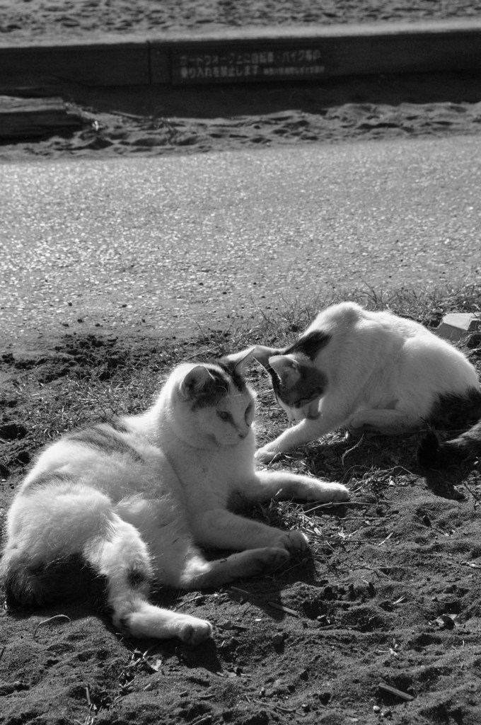 野良猫　日光浴タイム