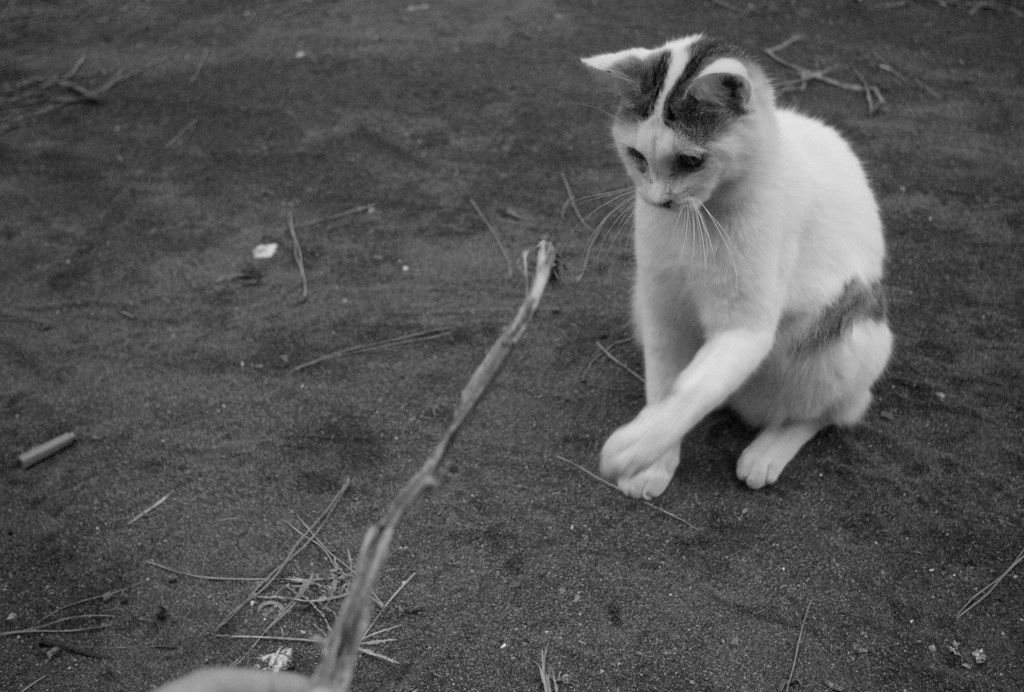 野良猫　お相手します