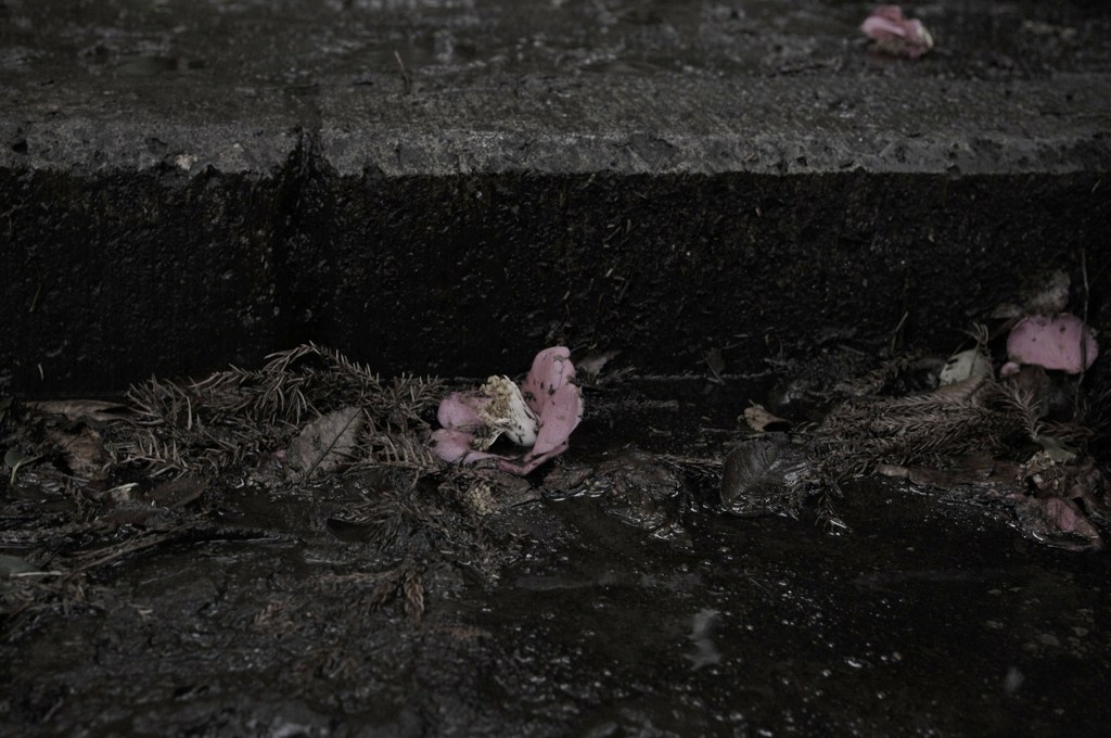 足元　落ち花　雨