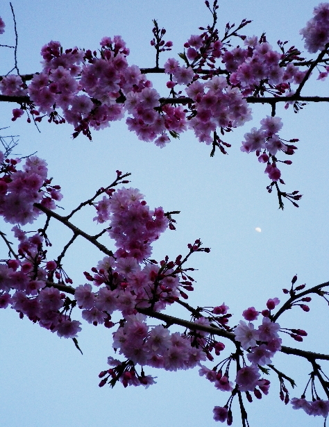 201104　桜2