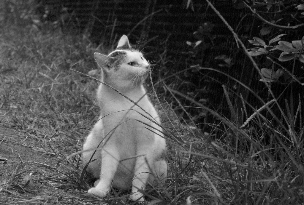 野良猫　今日もゆったり１