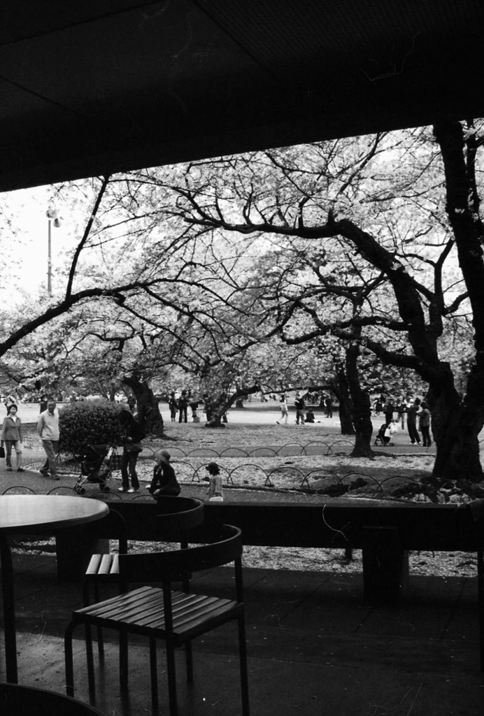 新宿御苑　桜