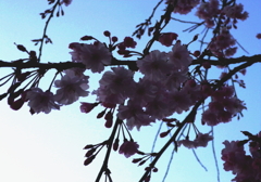 201104 桜3