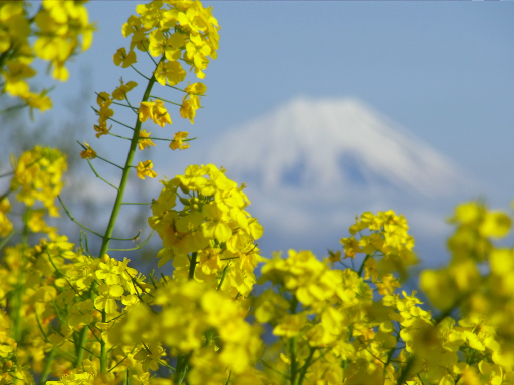 菜の花