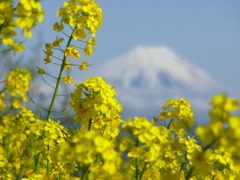 菜の花