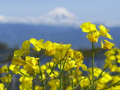 菜の花２