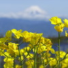 菜の花２