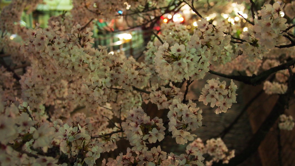 夜桜２