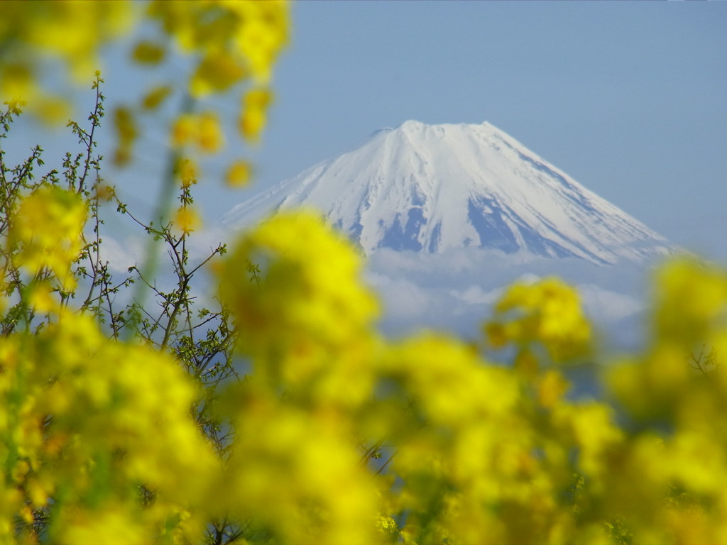 富士山