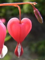 ピンクのハート