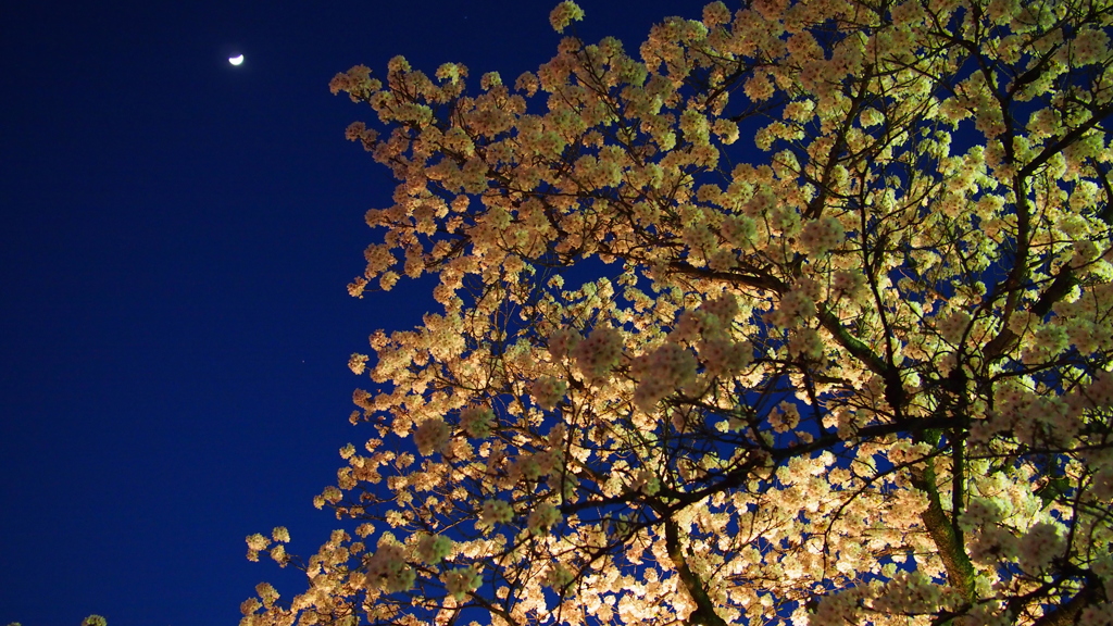 月と夜桜