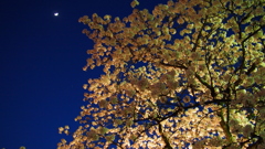 月と夜桜