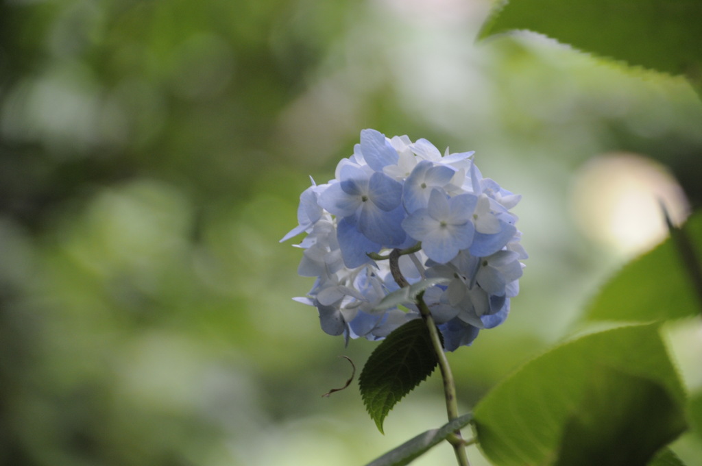 紫陽花