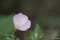 散歩道の花