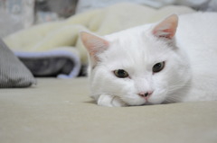 しろねこ