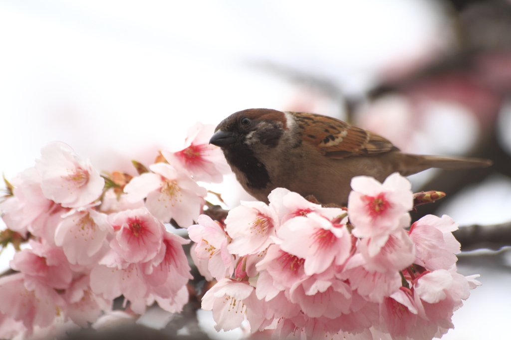 桜の絨毯