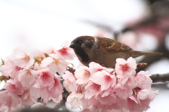 桜の絨毯