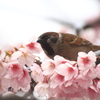 桜の絨毯