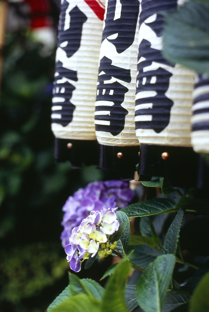 紫陽花祭り
