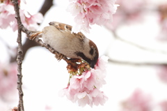 吸蜜