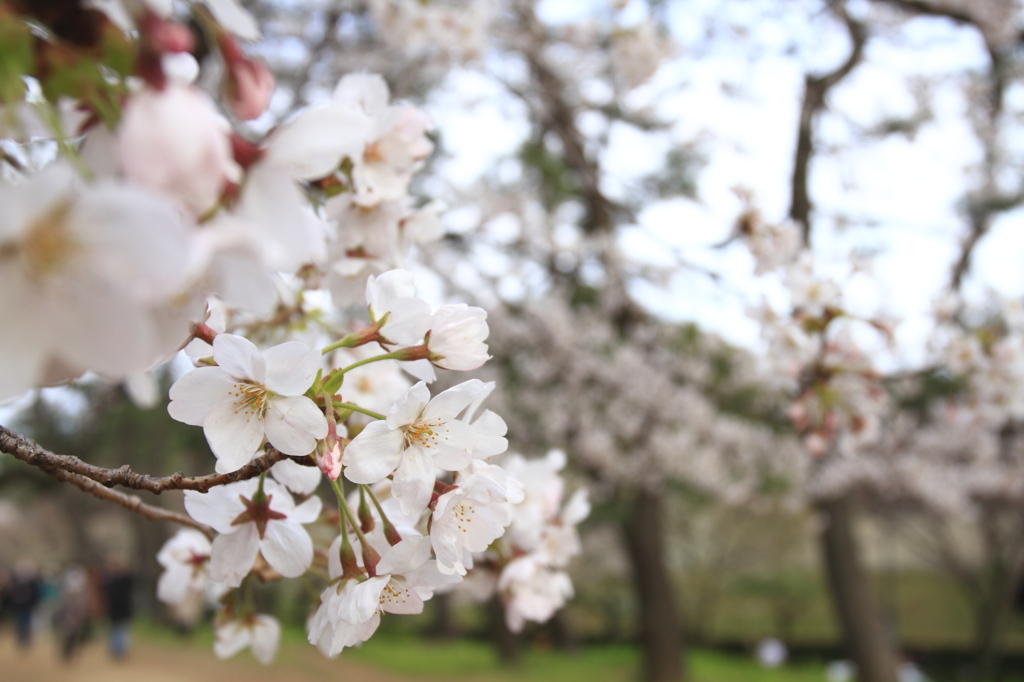 沿道の桜