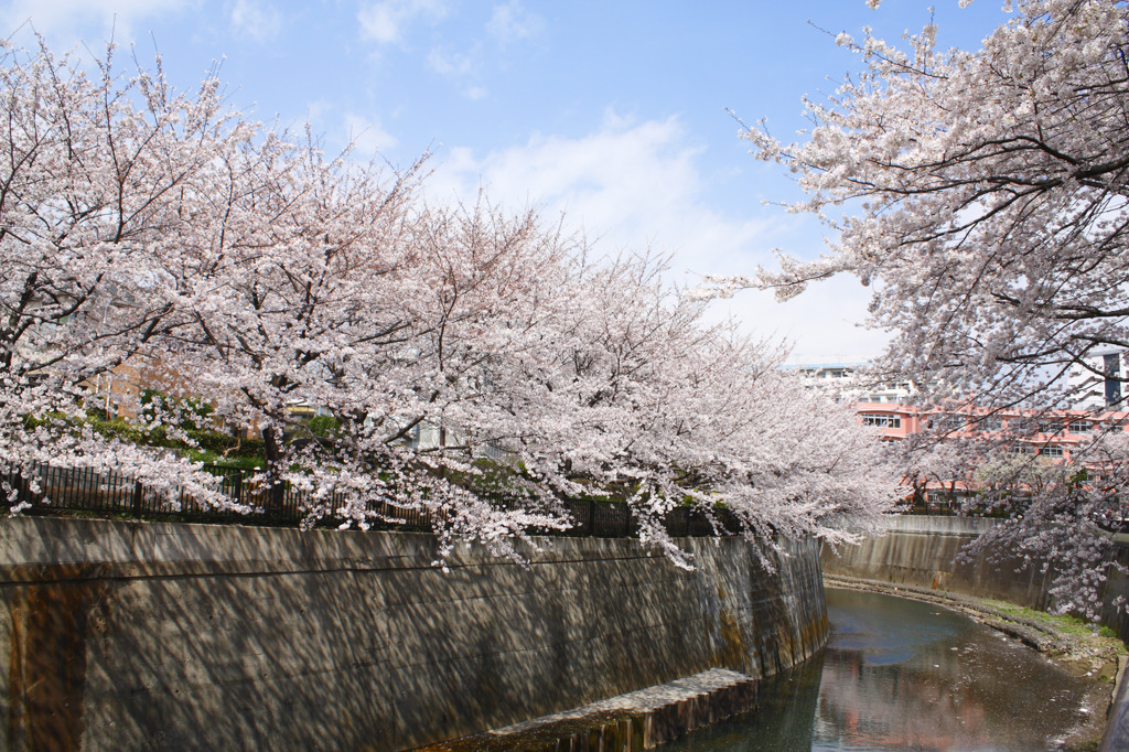桜並木