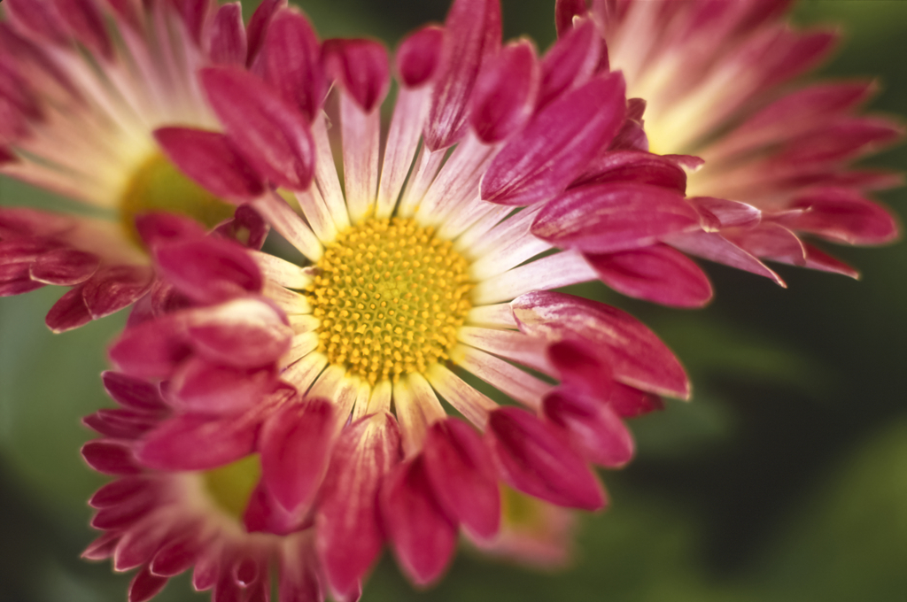 Striking Flowers