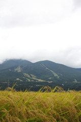 稲穂と磐梯山