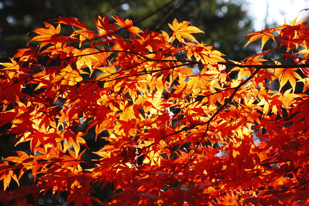 紅く輝く