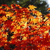 紅く輝く