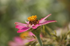一輪の花