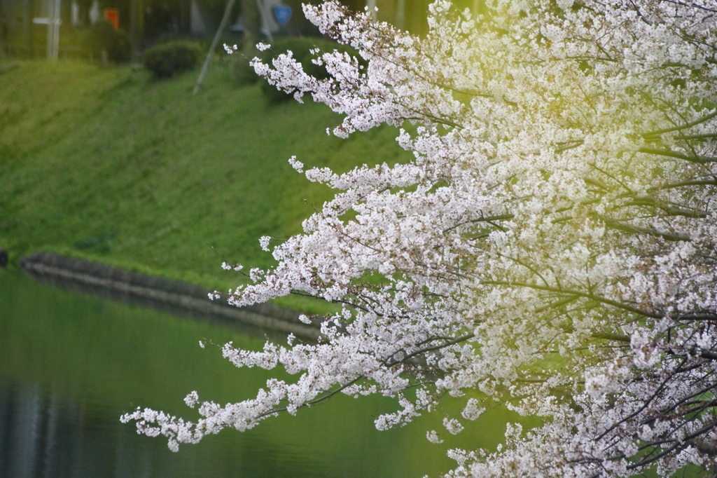 桜田濠の桜