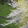 桜田濠の桜