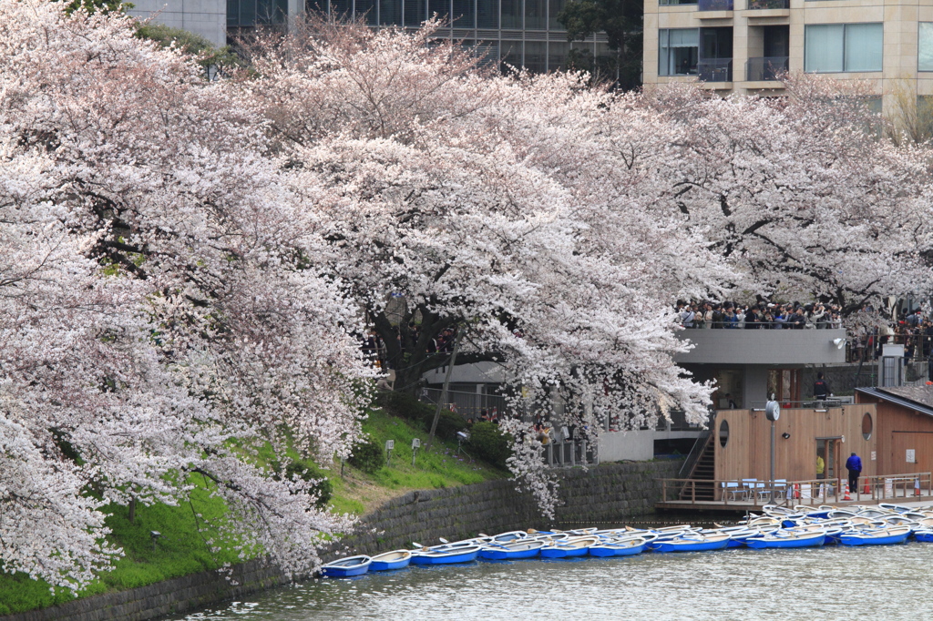 千鳥ヶ淵2012