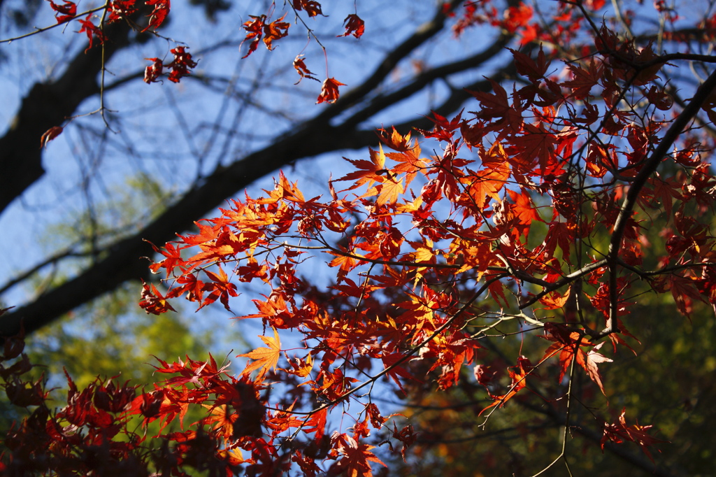人ごみの上には紅葉