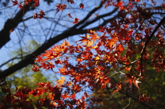 人ごみの上には紅葉