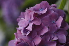 紫陽花