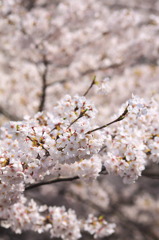 桜満開