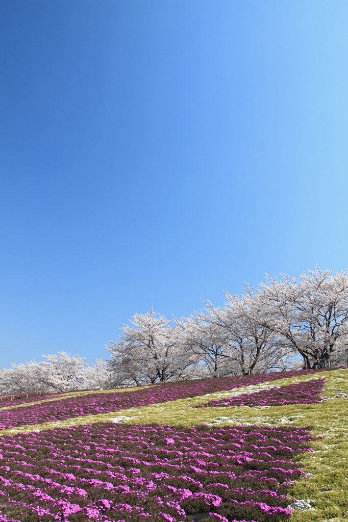 いつもの土手より8