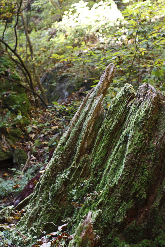 苔むす山中