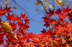 秋晴れ紅葉