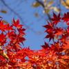 秋晴れ紅葉