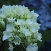 紫陽花　白