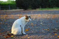 お猫さま二