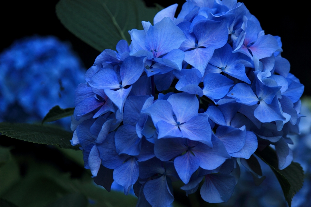 紫陽花　蒼