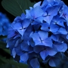 紫陽花　蒼