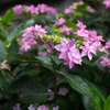 紫陽花。