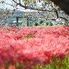 彼岸花・群生１